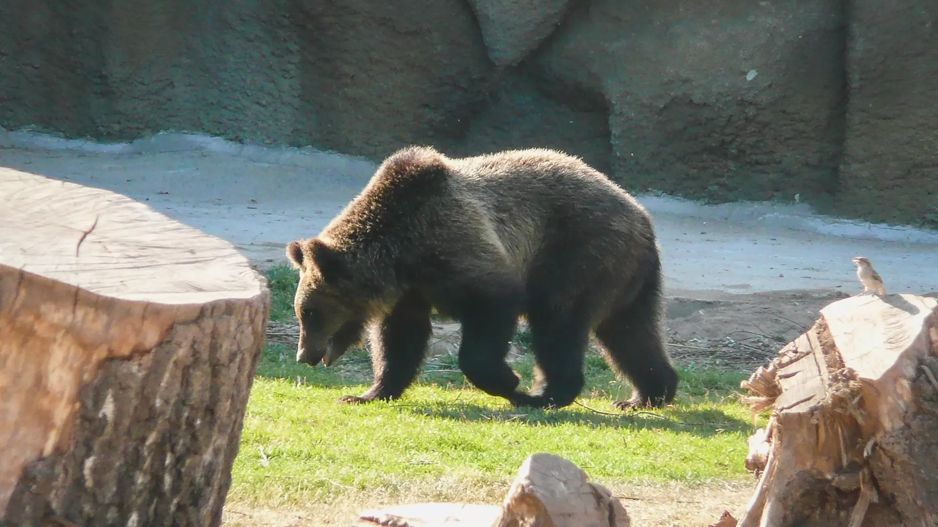 В Уфе на видео сняли медведя, который зашел в местный алкомаркет