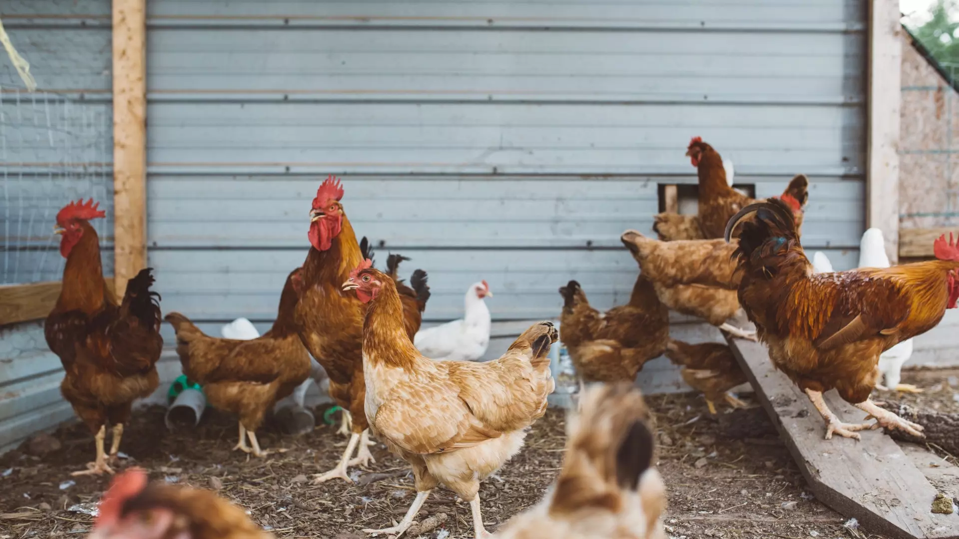 Убытки птицефабрики в Башкирии выросли почти в 13,5 раза после вспышки гриппа
