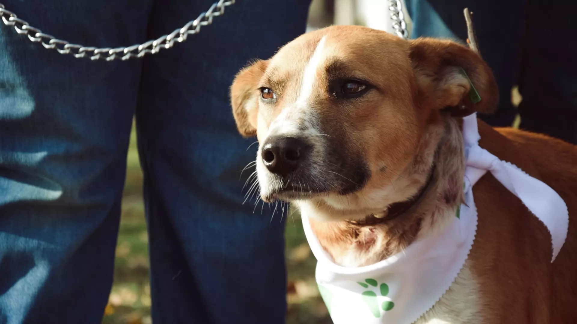 В Башкирии приняли закон об увеличении штрафов за выгул собак без намордника