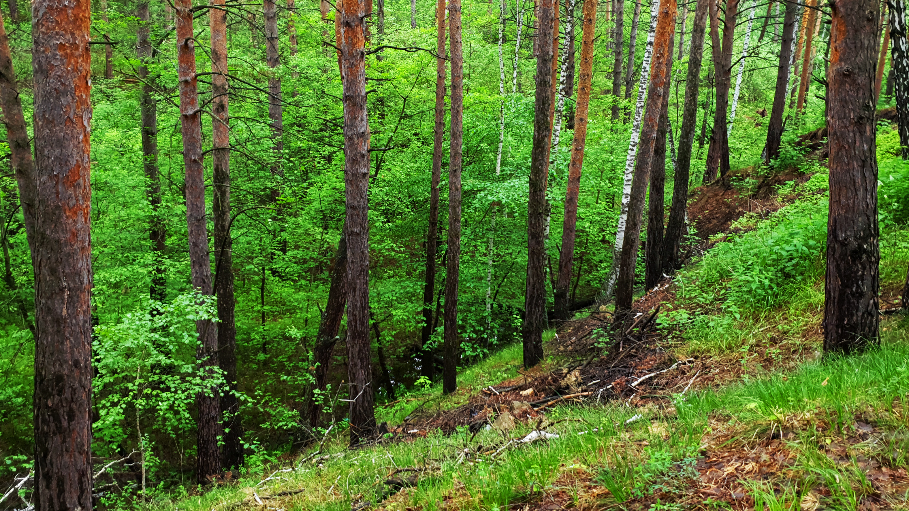 Леса Башкирии горят на площади более 23 гектаров